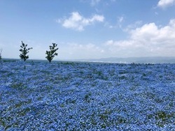 ネモフィラ舞洲4.jpg ネモフィラ舞洲4.jpg
