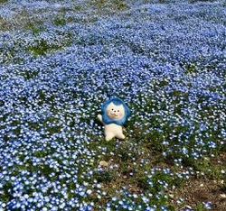ネモフィラ舞浜8.jpg ネモフィラ舞浜8.jpg